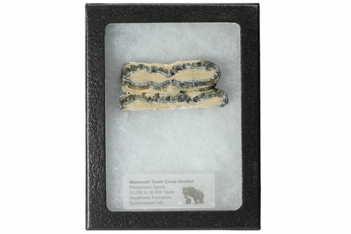 Mammoth Molar Slice With Case - South Carolina #99512